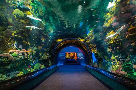Acuario de nueva york - New York Aquarium, Brooklyn, New York. 104,370 likes · 352 talking about this · 169,448 were here. The New York Aquarium is part of an effort to save wildlife that began 120 years ago with the creatio 
